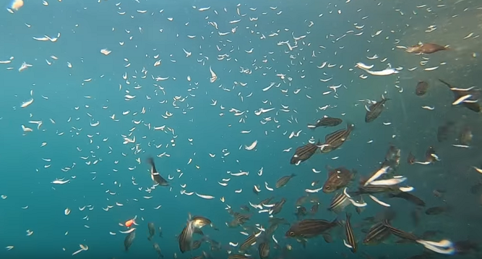 魚と仕掛けのアップ写真
