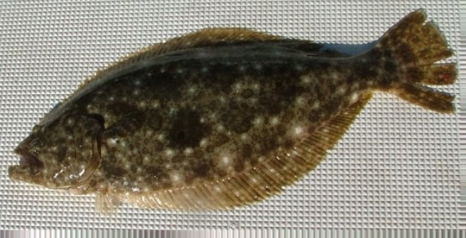 魚のアップ写真