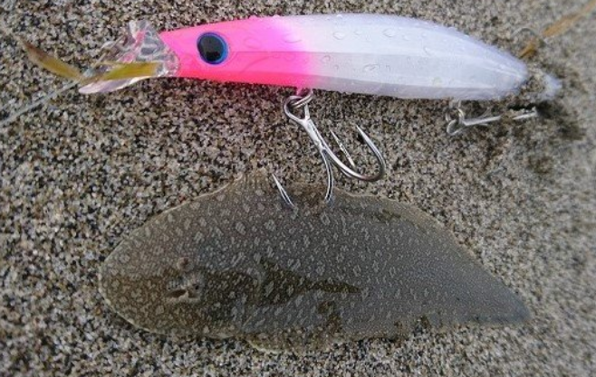 魚のアップ写真