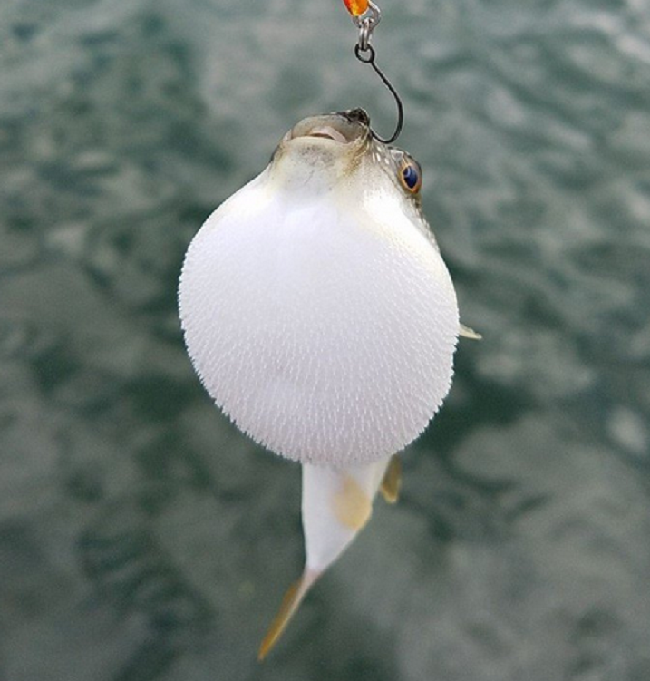 魚のアップ写真