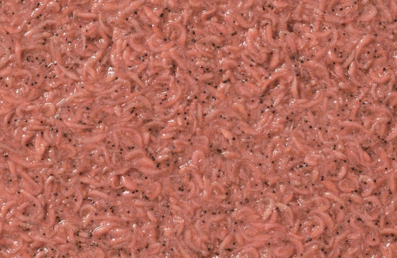 撒き餌のアップ写真