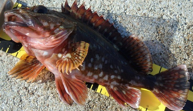 魚のアップ写真