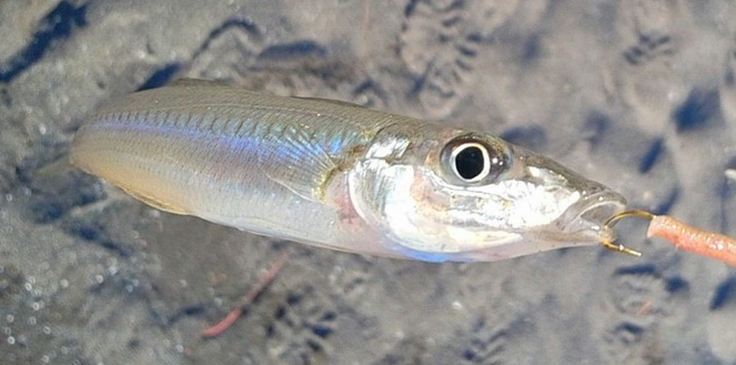 宮崎県ってどんな魚が釣れるの 釣り対象魚やおすすめ管理釣り場を詳しくチェック