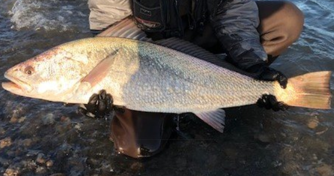 宮崎県ってどんな魚が釣れるの 釣り対象魚やおすすめ管理釣り場を詳しくチェック