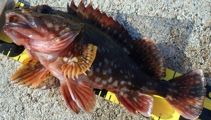 魚のアップ写真