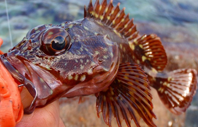 魚のアップ写真