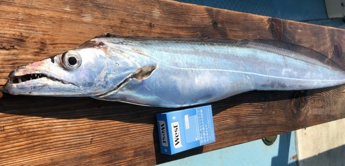 魚のアップ写真