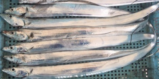 魚のアップ写真