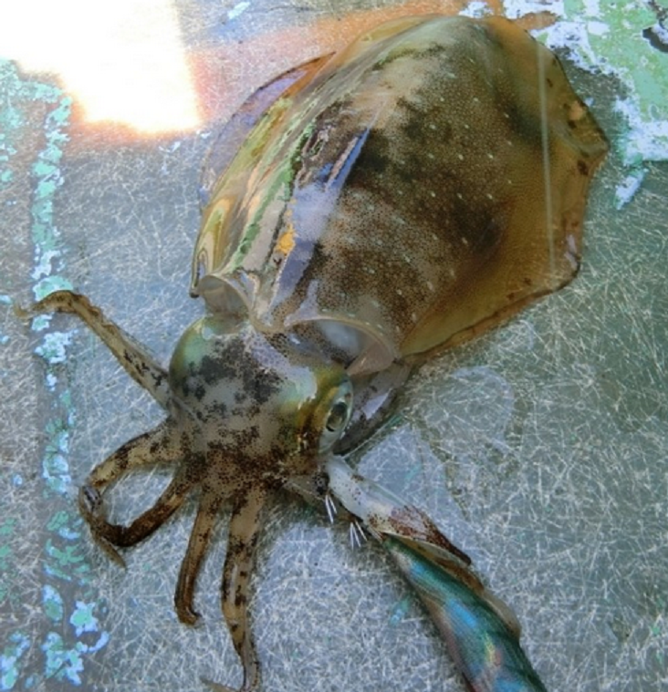 イカとエギのアップ写真