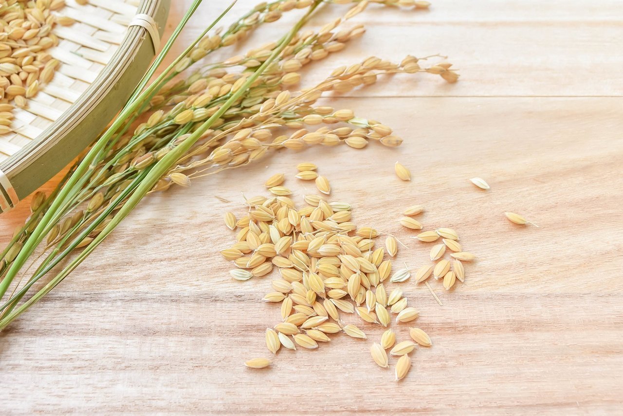 稲のもみの写真