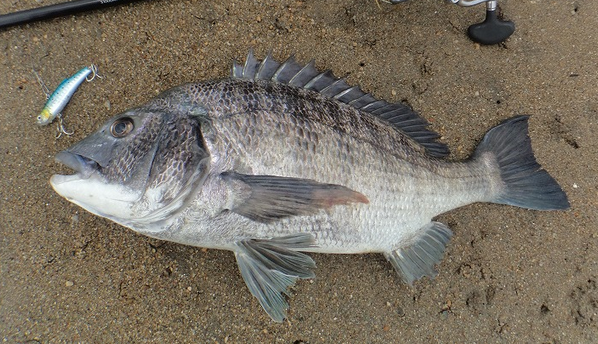 釣果情報を頼りに釣り場を巡ってみた 釣り方や釣り場の選定方法をチェック