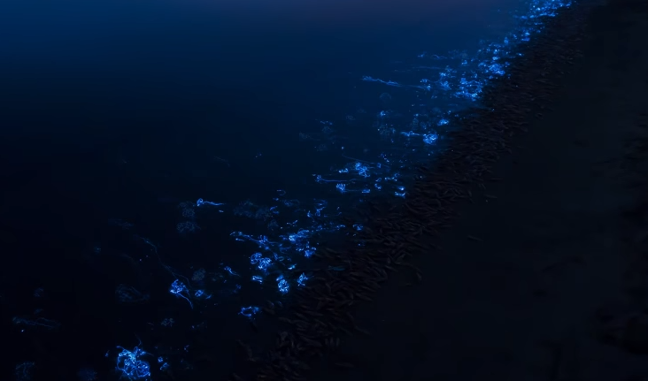 ホタルイカの身投げシーン写真