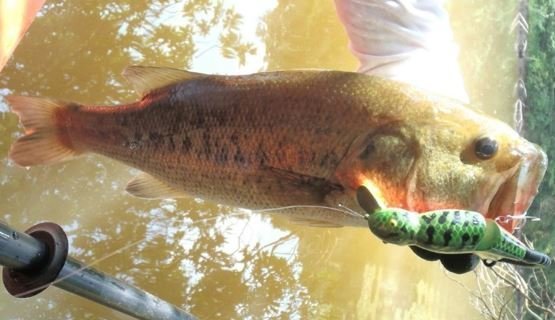 ルアー　バス釣り