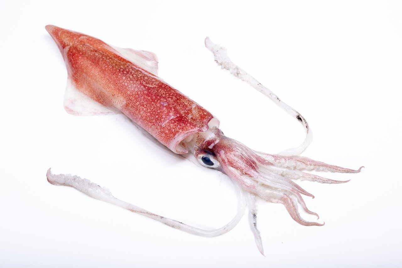 マルイカの写真