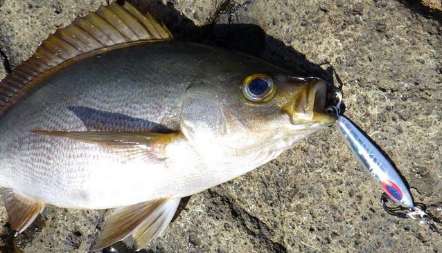 イサキってどんな魚なの 生態や釣り方 おすすめの食べ方を詳しくチェック