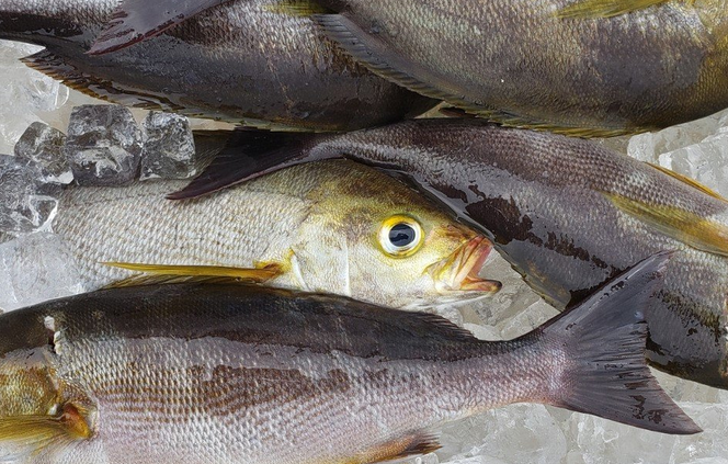 イサキってどんな魚なの？生態や釣り方・おすすめの食べ方を詳しくチェック