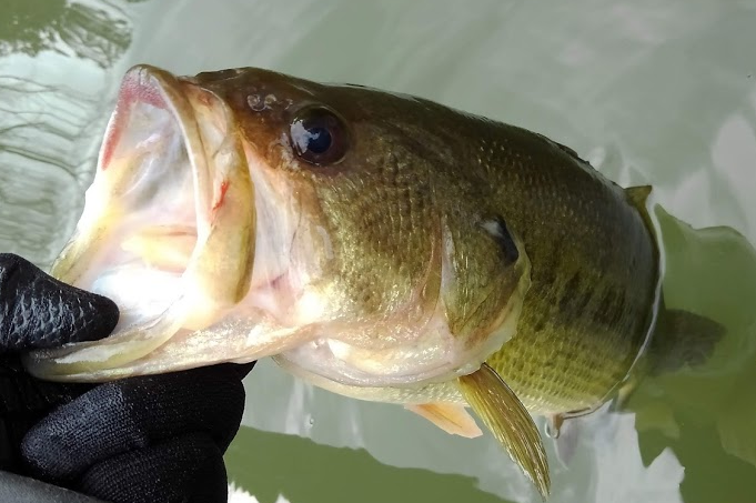 魚のアップ写真