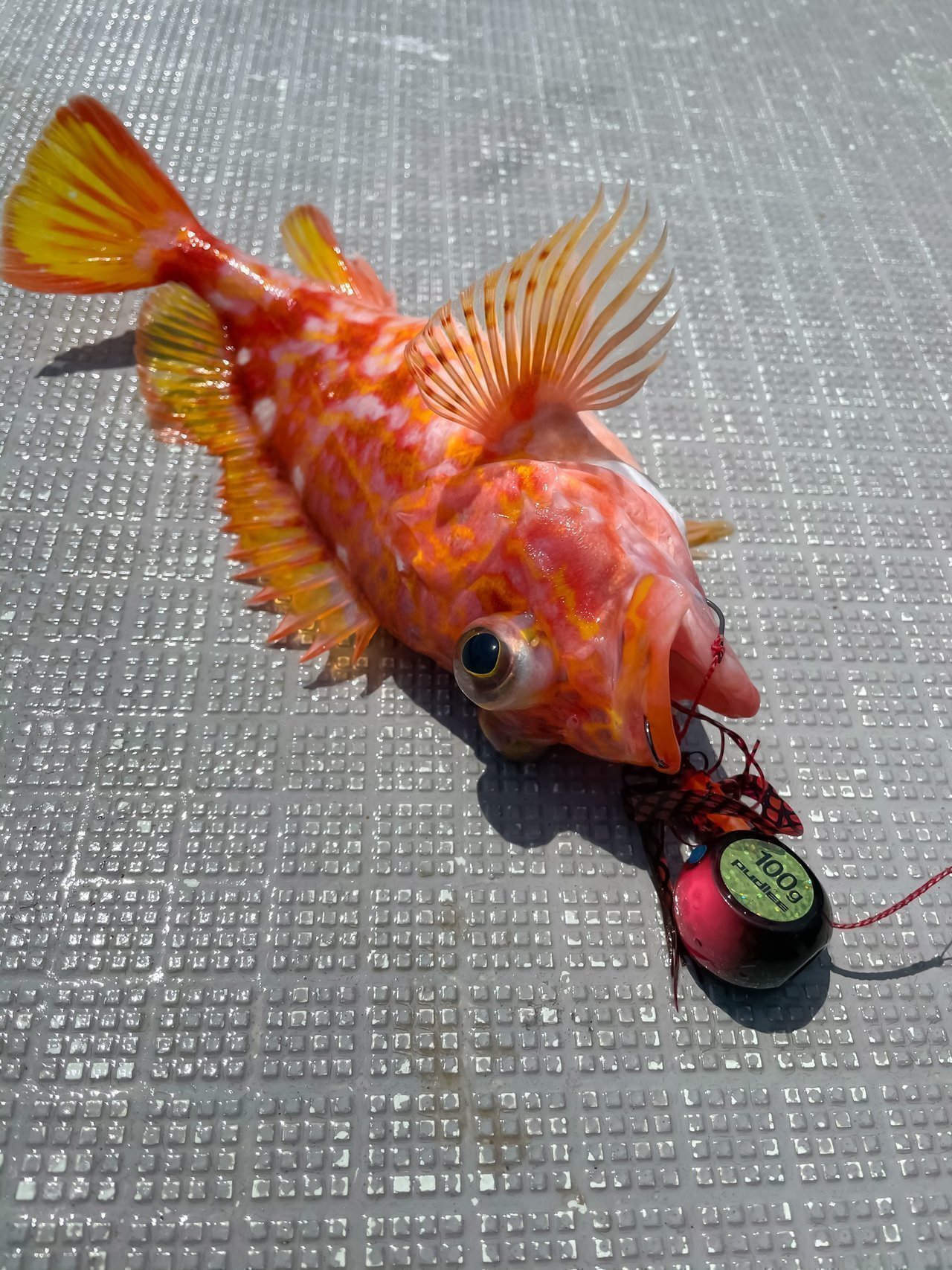 アヤメカサゴの写真