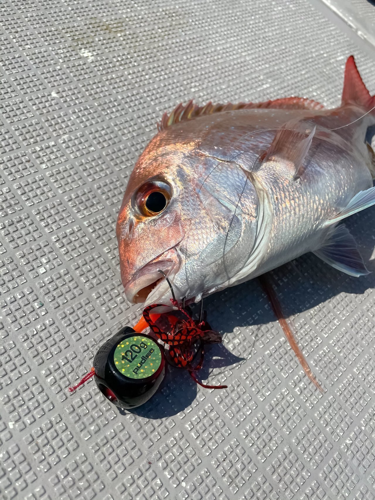 大波乱の乗っ込みマダイ釣行 絶望の状況を逆転させたのはあの爆売れタイラバだった