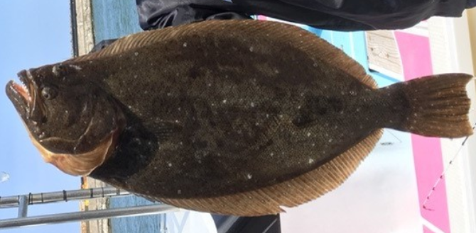 魚のアップ写真