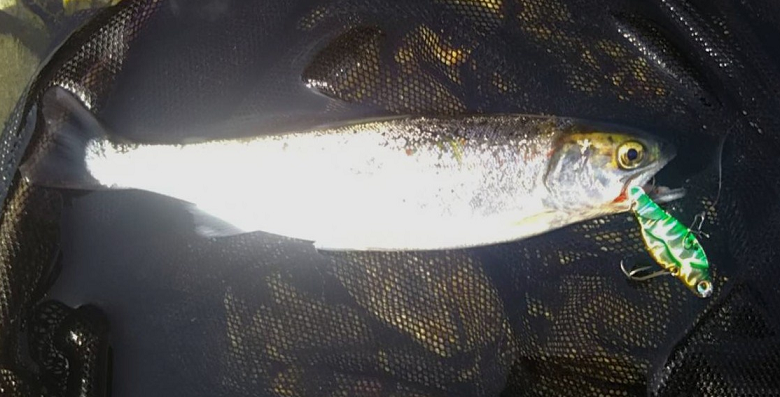 魚とルアーのアップ写真