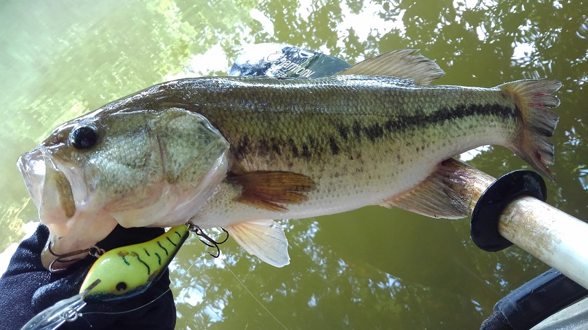 ルアーと魚のアップ写真