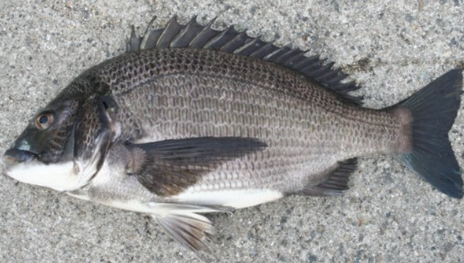 落とし込みの意味って知ってる チヌのヘチ釣りにチャレンジしてみよう