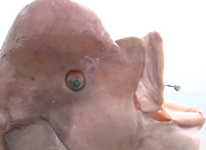 魚のアップ写真