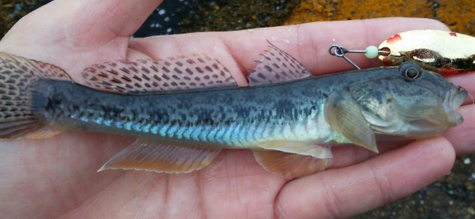 魚のアップ写真