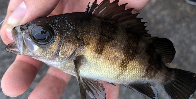 魚のアップ写真