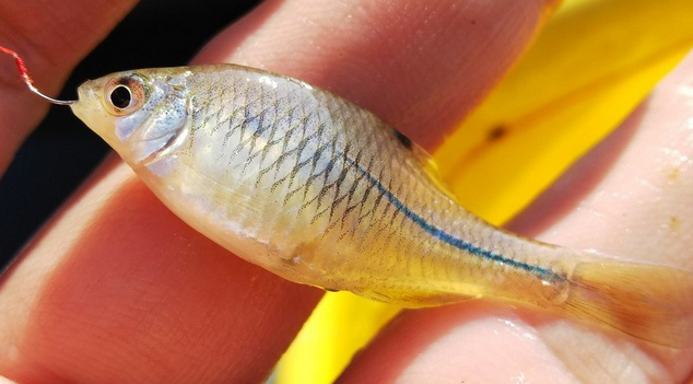 魚のアップ写真