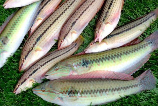 魚のアップ写真