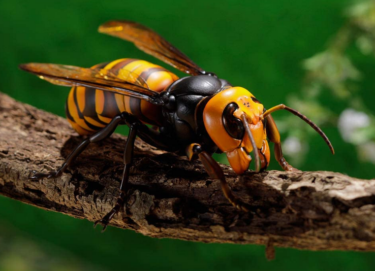虫除けスプレーでまとわりつく虫を撃退しよう 釣りの必需品をピックアップ