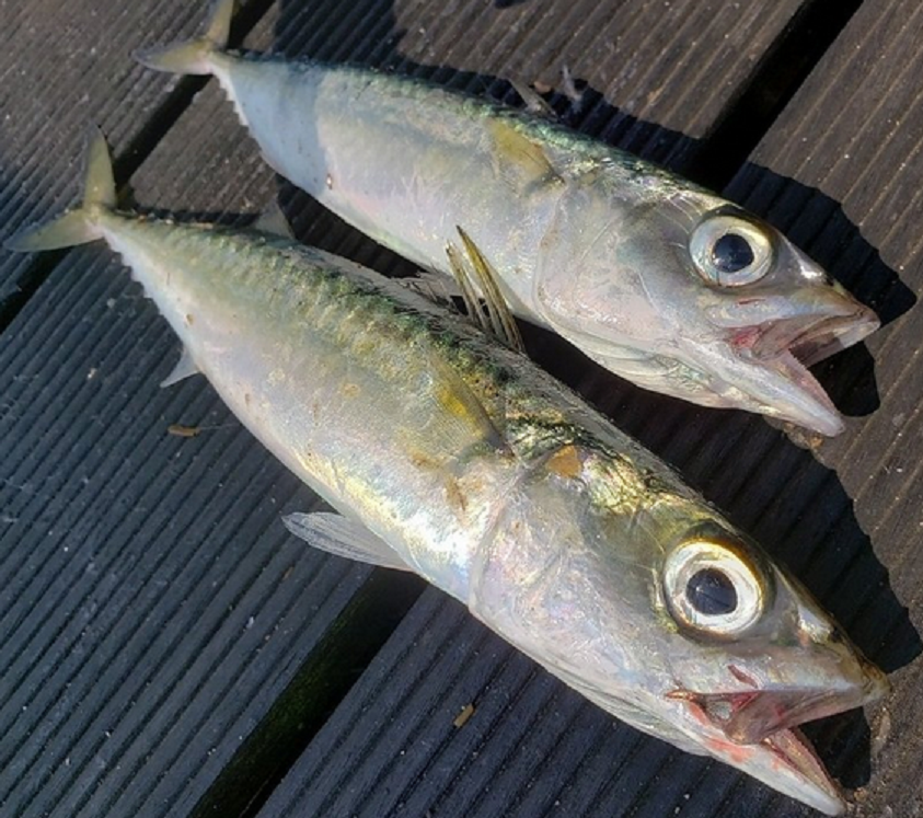 真サバを釣って食べたい おすすめレシピや釣りタックルを詳しくチェック