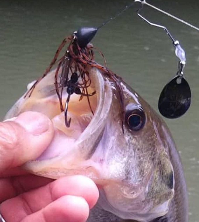 ルアーと魚のアップ写真