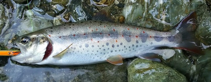 アマゴを釣りたい 生態や釣り方 おすすめのタックルを詳しくチェック