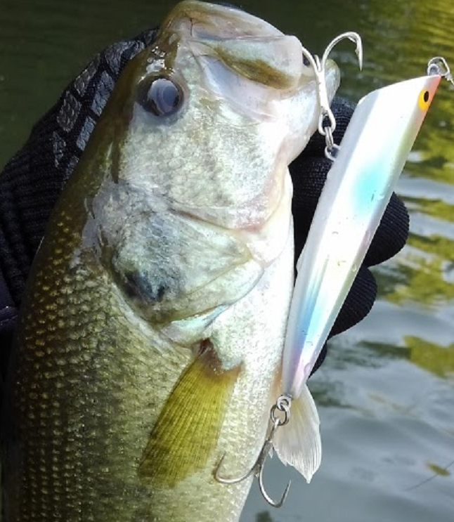 魚とルアーのアップ写真