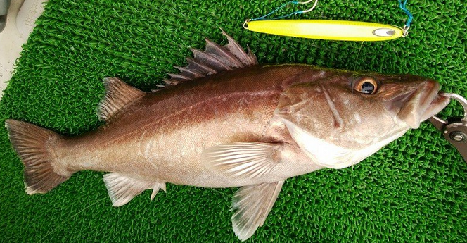 魚のアップ写真