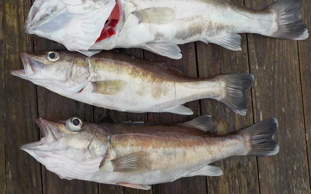 魚のアップ写真