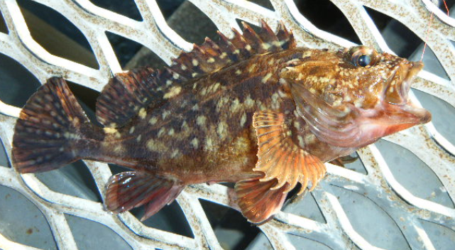 魚のアップ写真