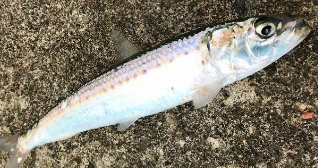 釣りを大阪で楽しむ方法 初心者や子供でもカンタンに釣れるアプローチ大特集