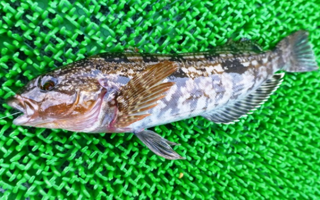 魚のアップ写真