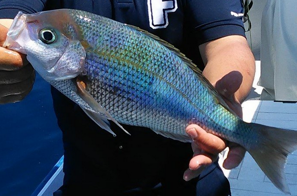 魚のアップ写真