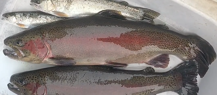 魚のアップ写真