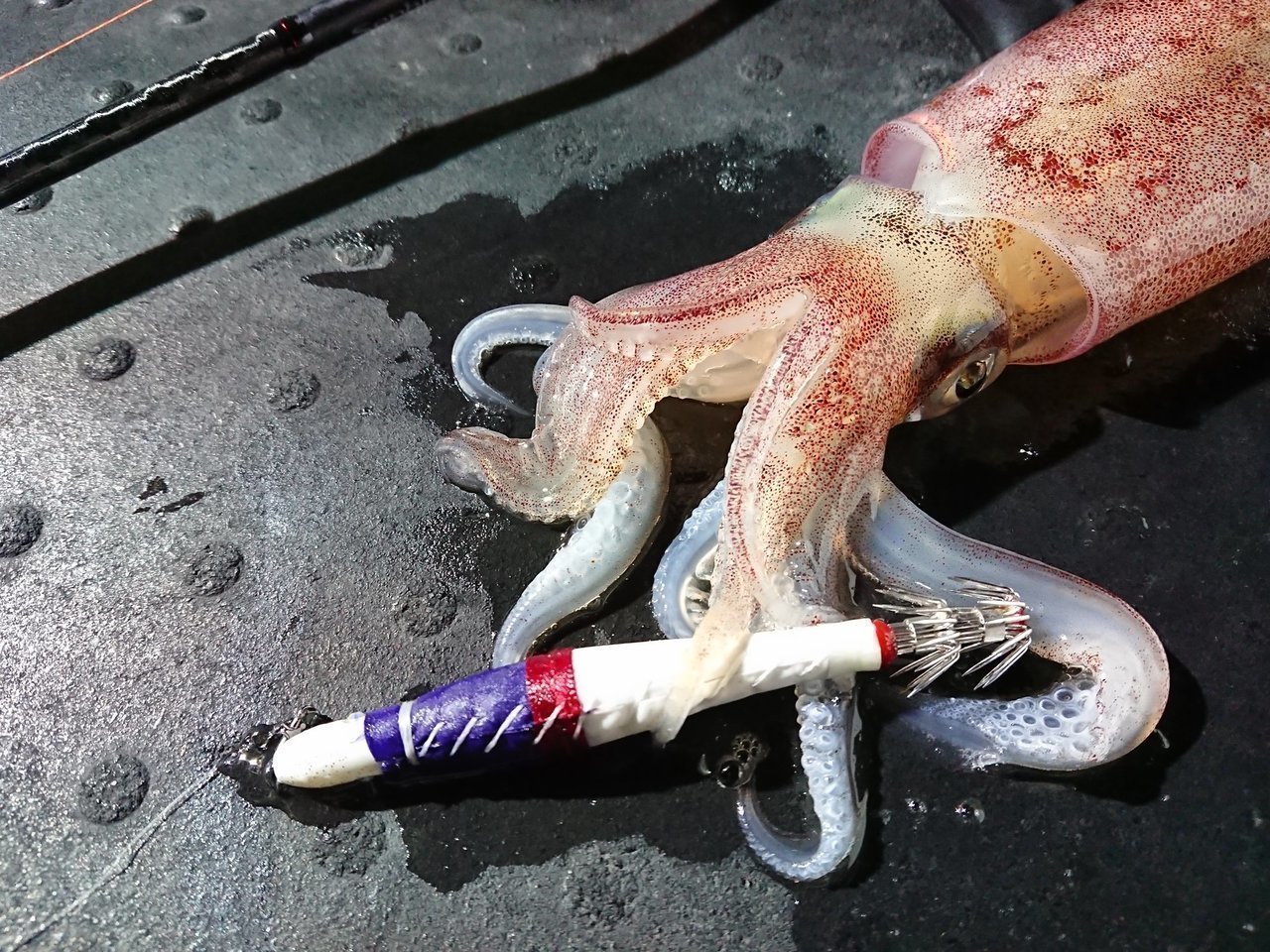 イカメタルの写真