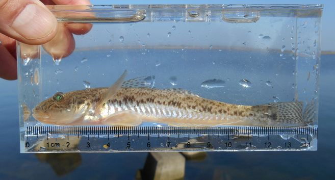 魚のアップ写真