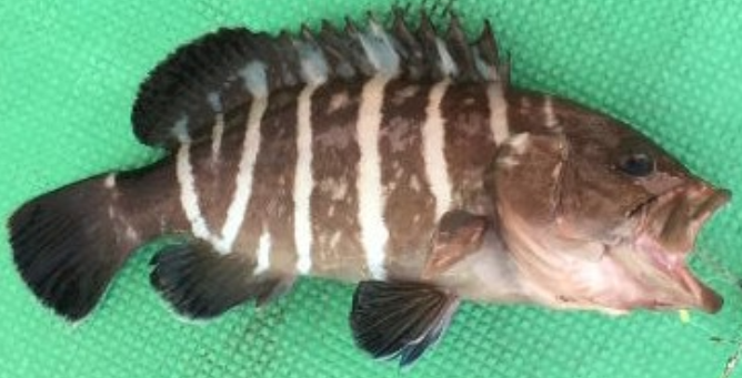 魚のアップ写真