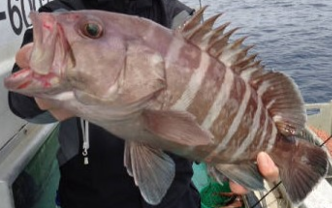 魚のアップ写真