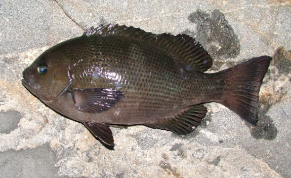 魚のアップ写真