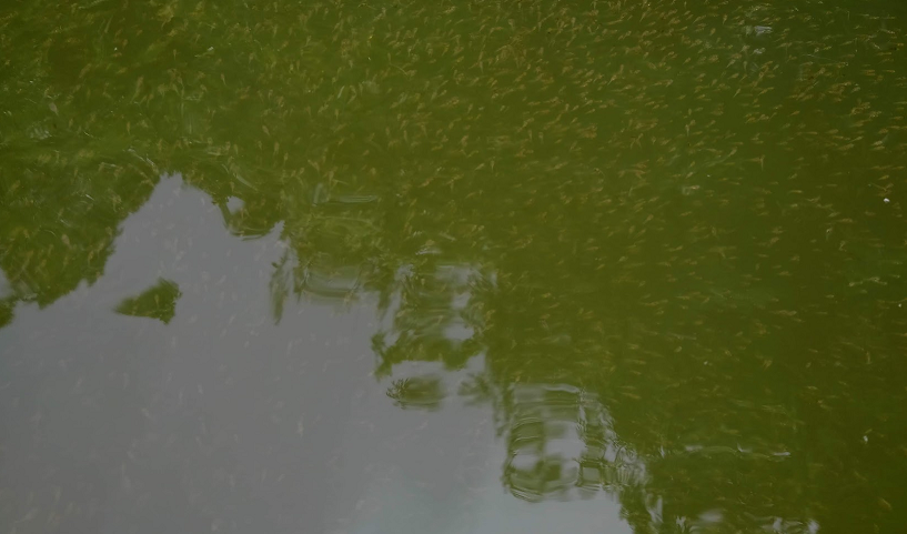 稚魚の群れの写真